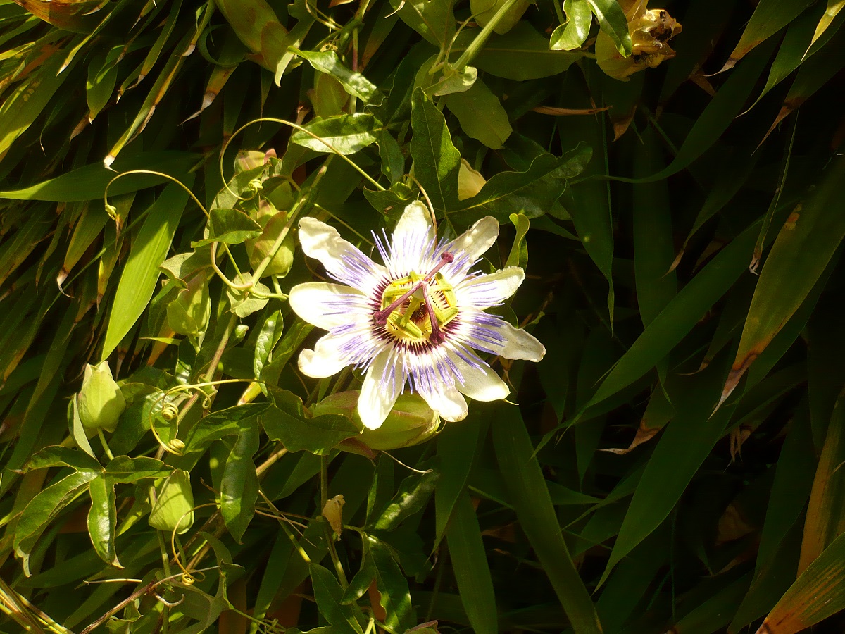 Passiflora caerulea (Passifloraceae)